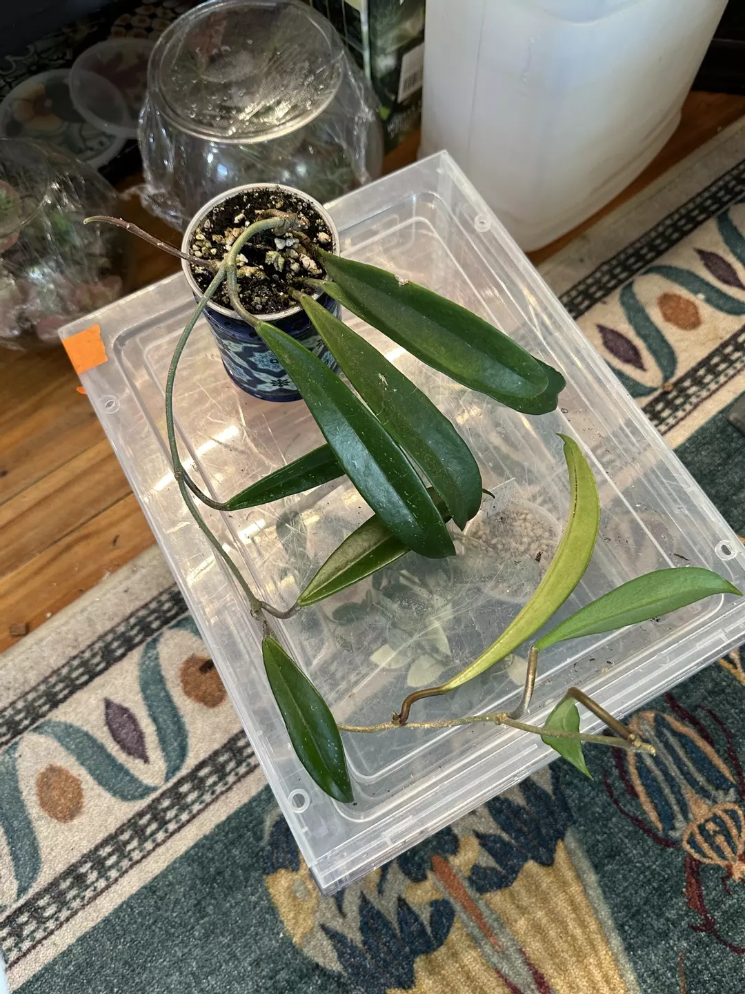 Hoya Pulchra  thumbnail