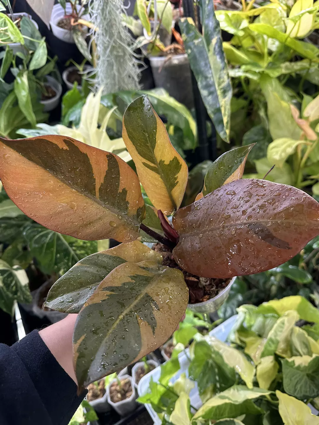 Philodendron Black Cardinal Variegated  thumbnail