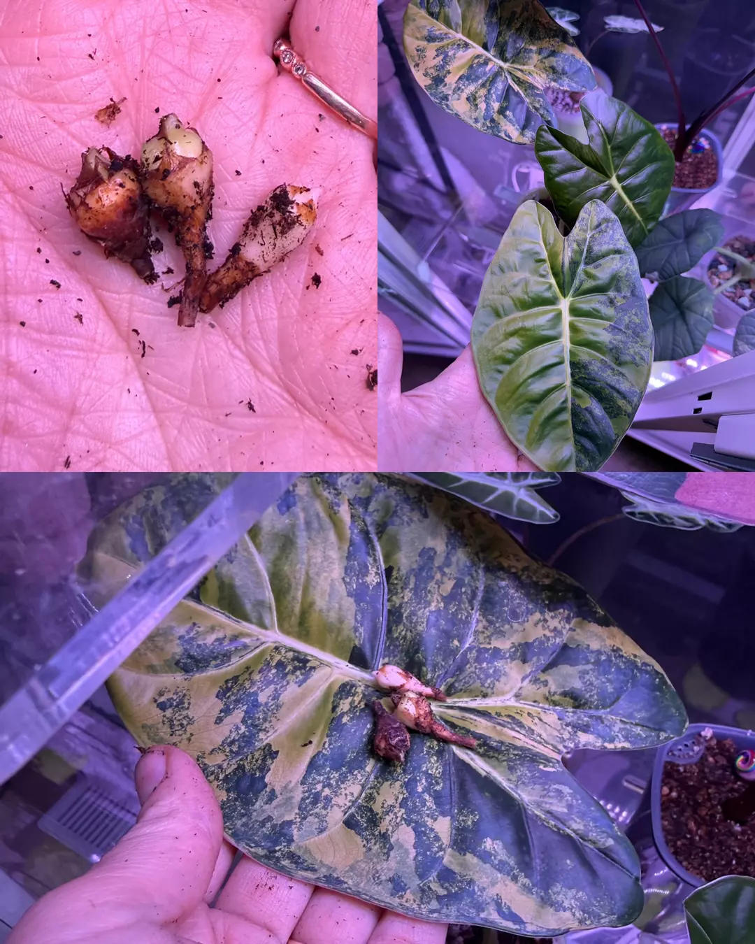 Golden Bone Aurea CORM thumbnail