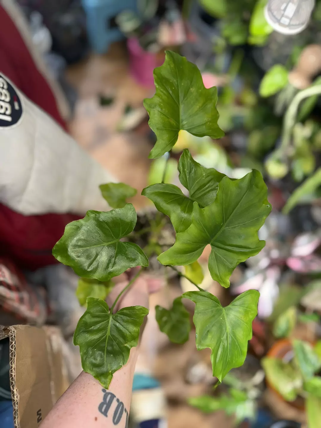 5” philo Selloum thumbnail