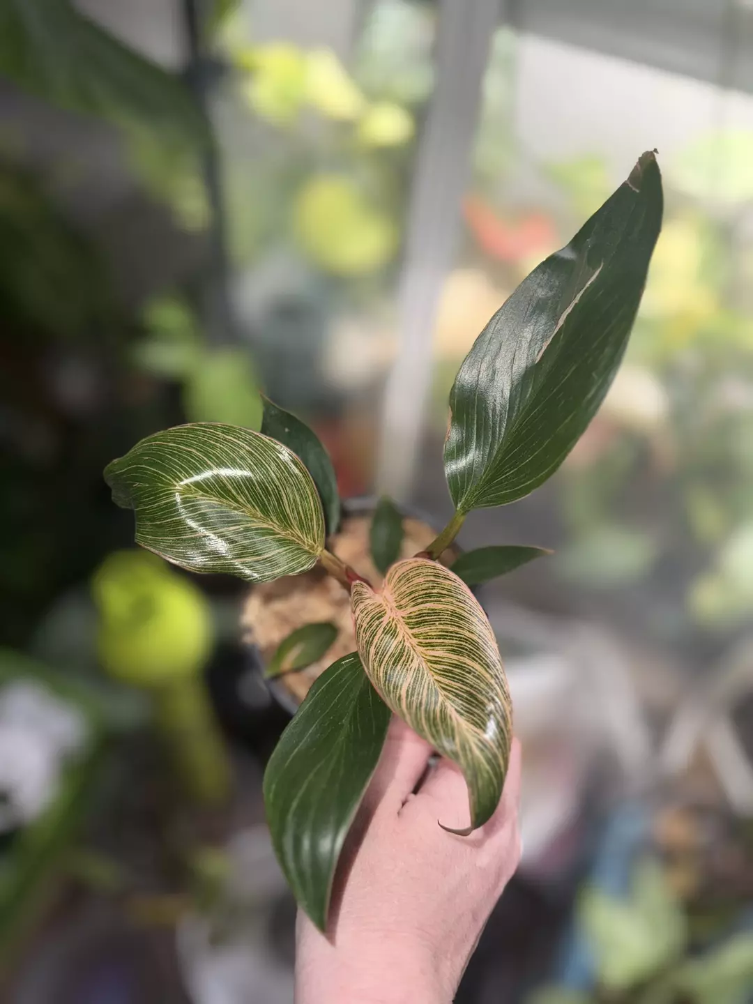 4” Pink Birkin thumbnail