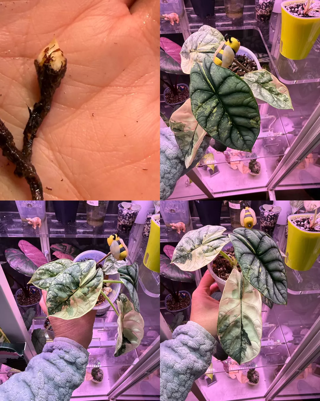 Silver Dragon Albo CORM thumbnail