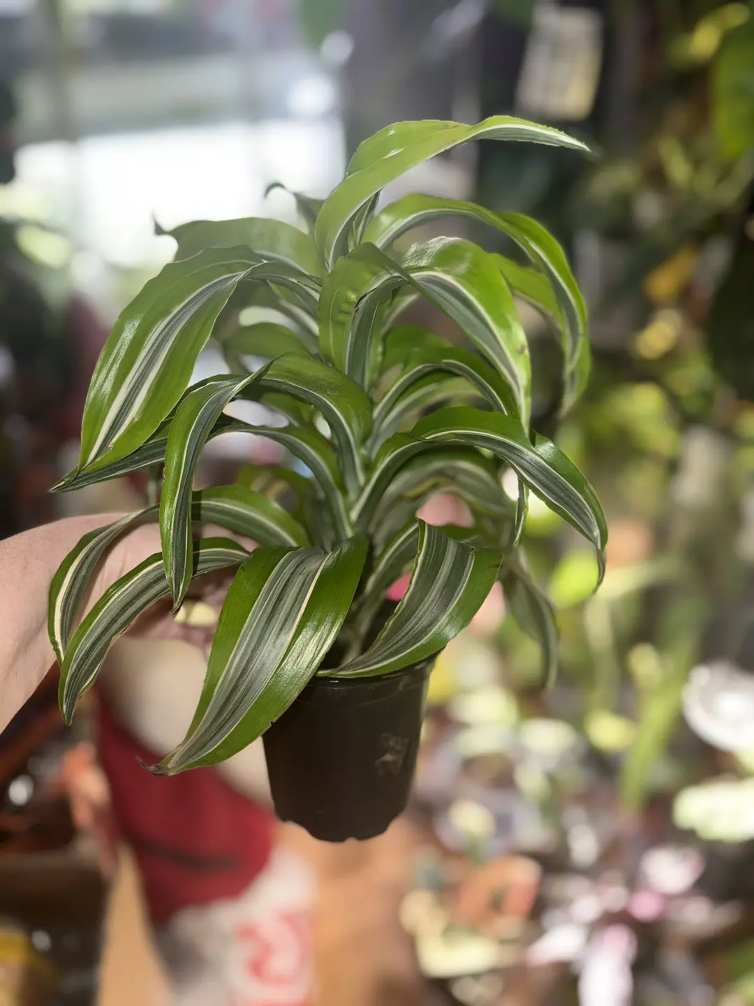 Lemon Surprise Dracena thumbnail