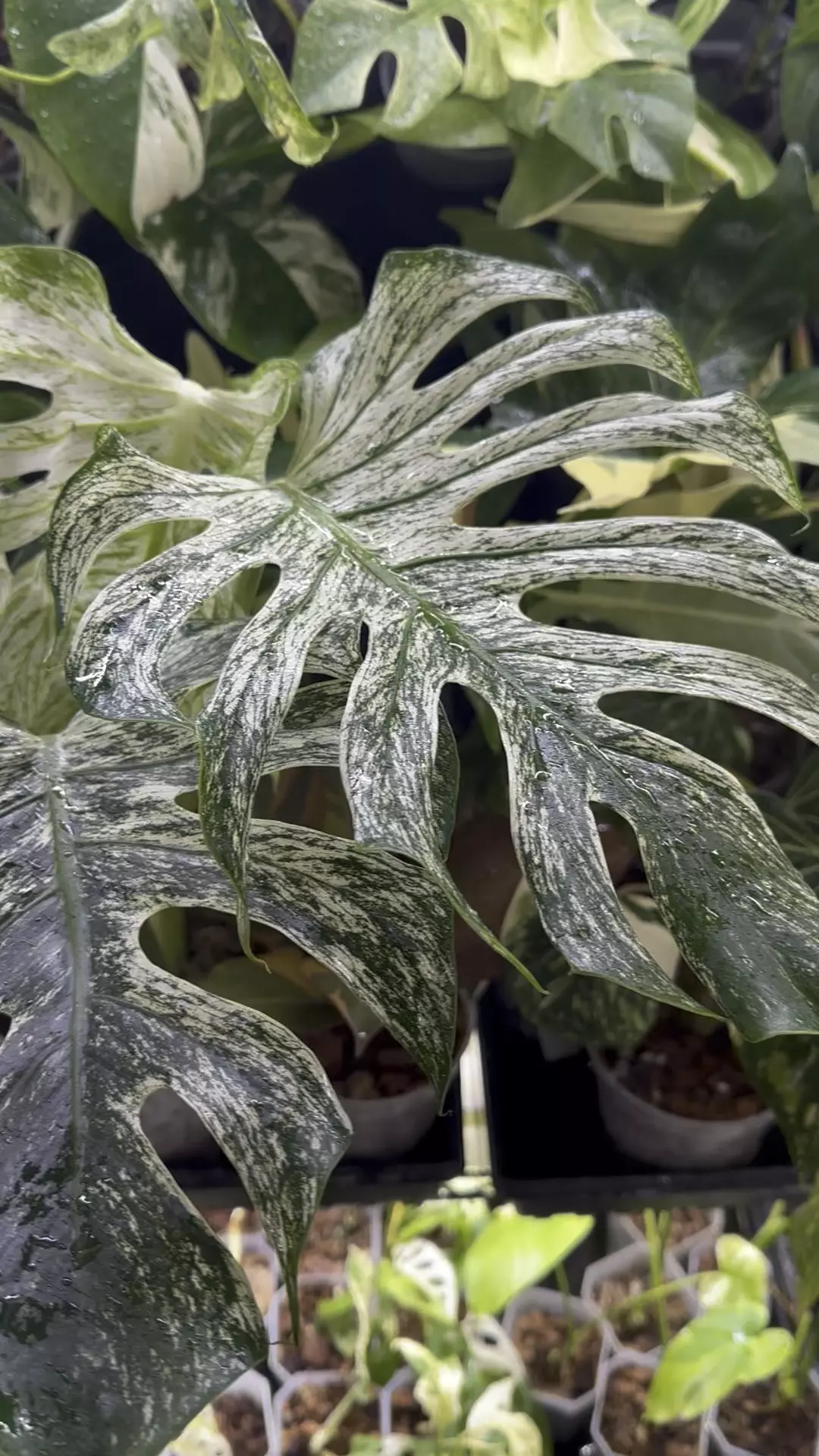 Monstera White Devil  thumbnail