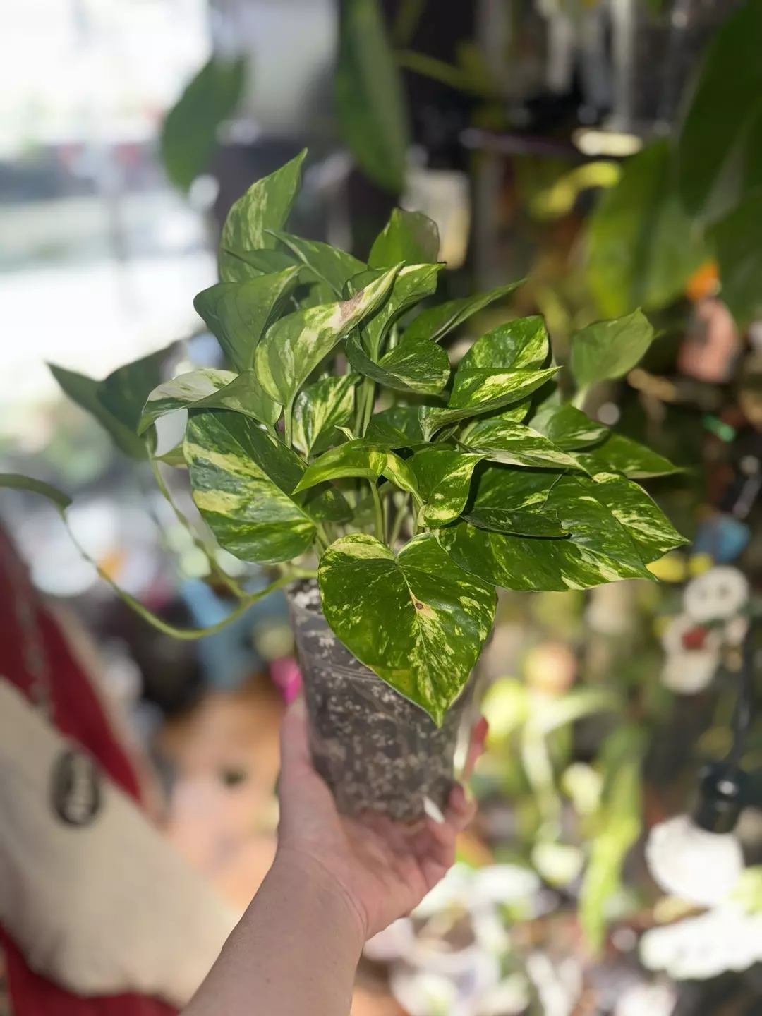 6” Hawaiian Pothos thumbnail