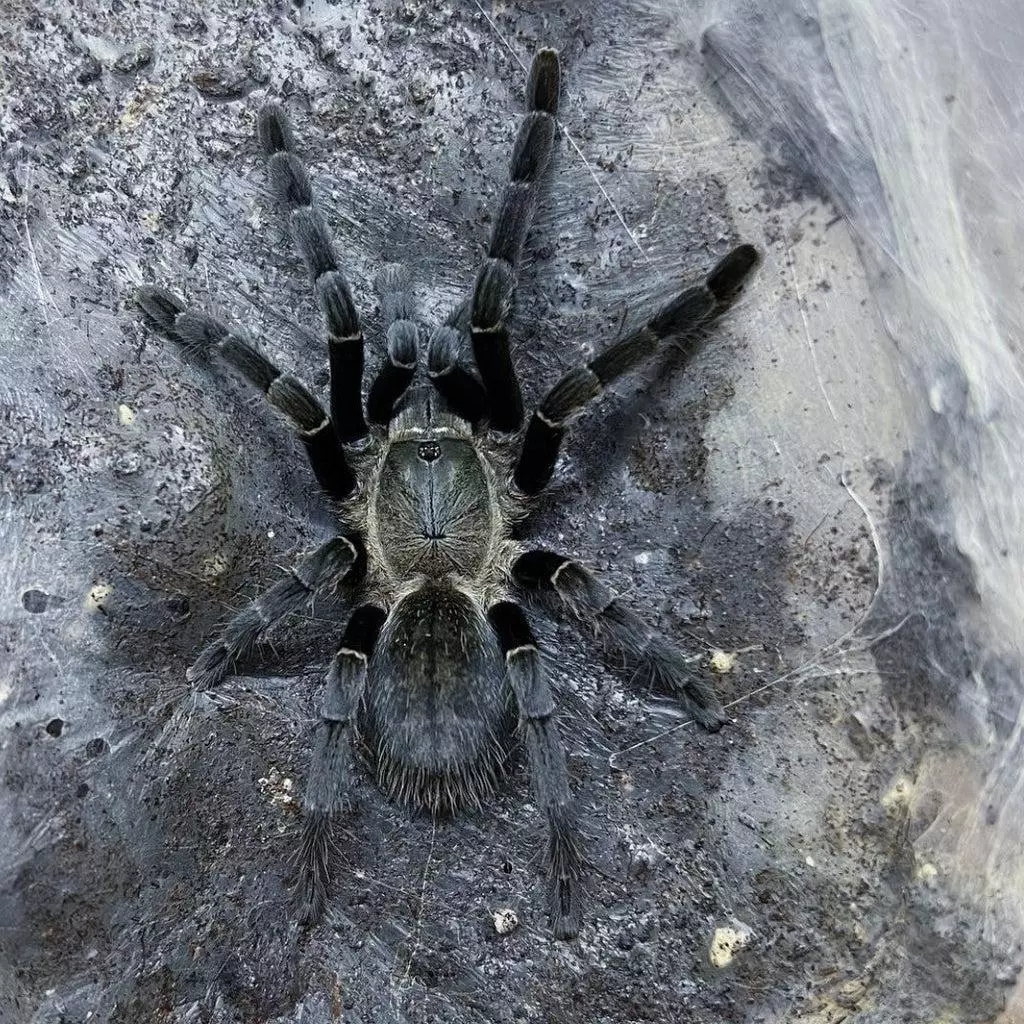 Mature female silver grey earth tiger *rare dwarf old world " thumbnail