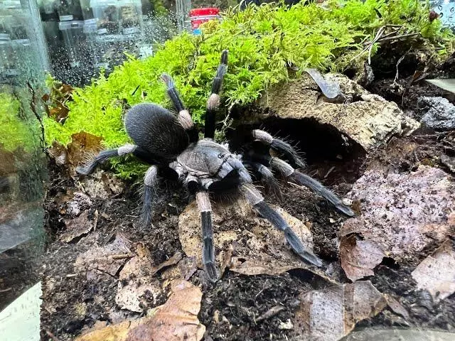 Himalayan earth tiger female 2"-3.5" thumbnail