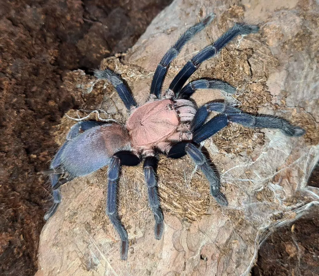 Kordillera blue female *rare*  thumbnail