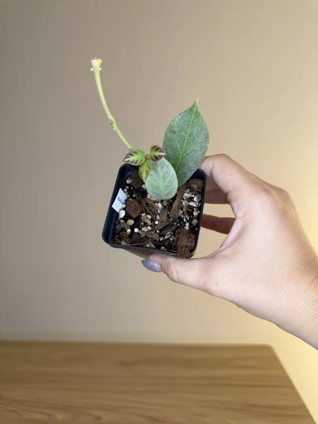 Hoya Cryptic chrome thumbnail