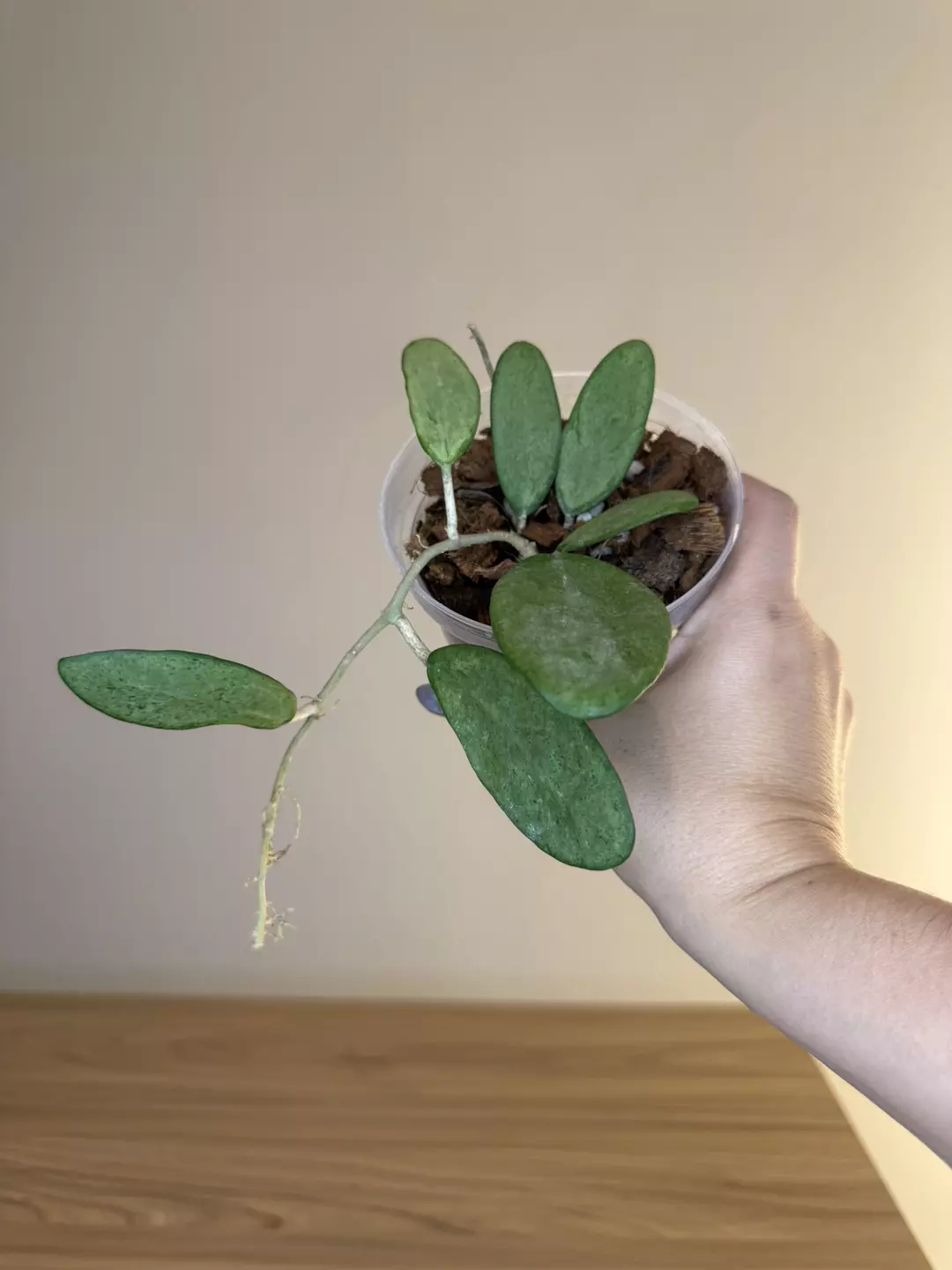 Hoya silver lady  thumbnail