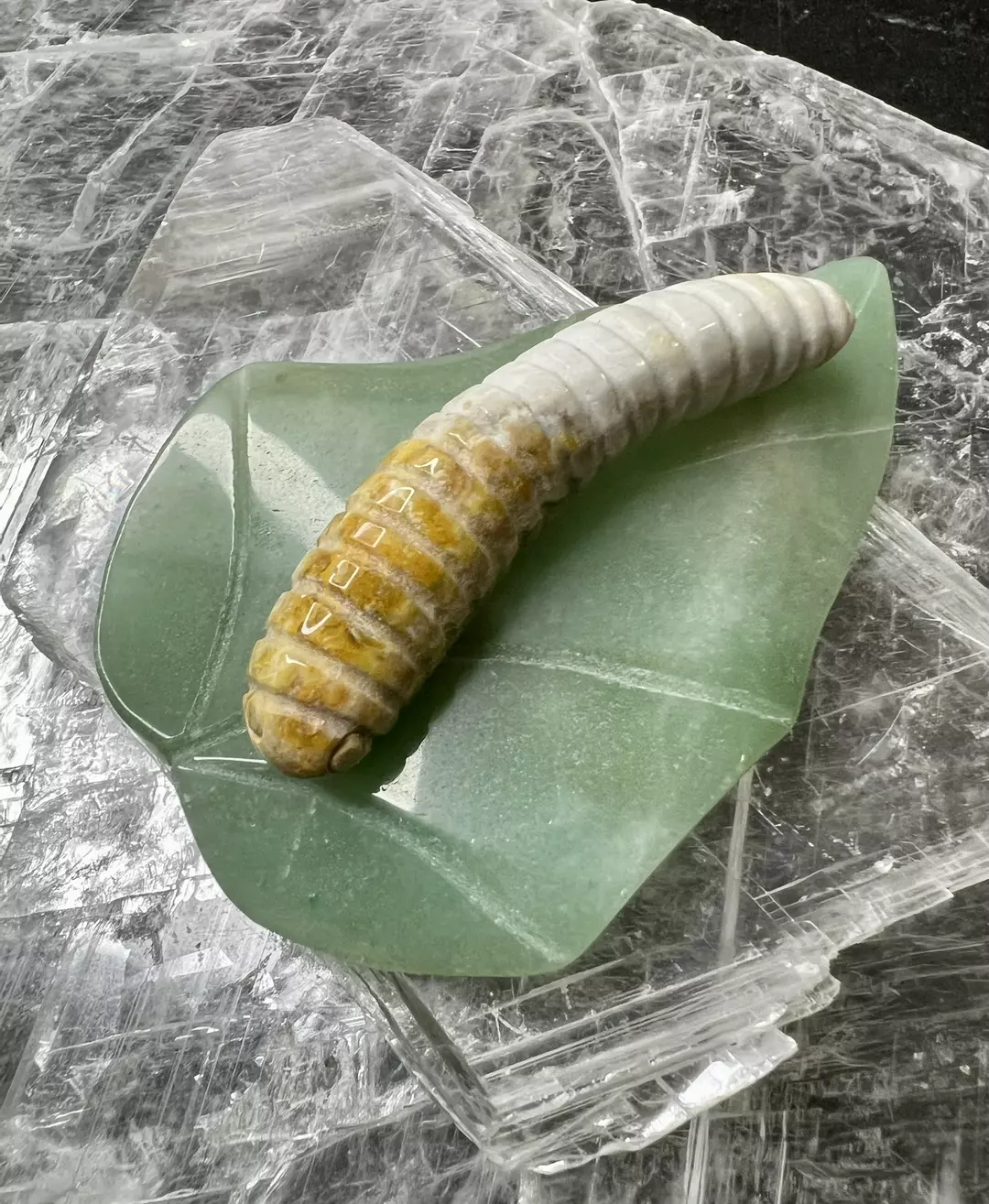 Agate caterpillar atop green aventrene leaf thumbnail