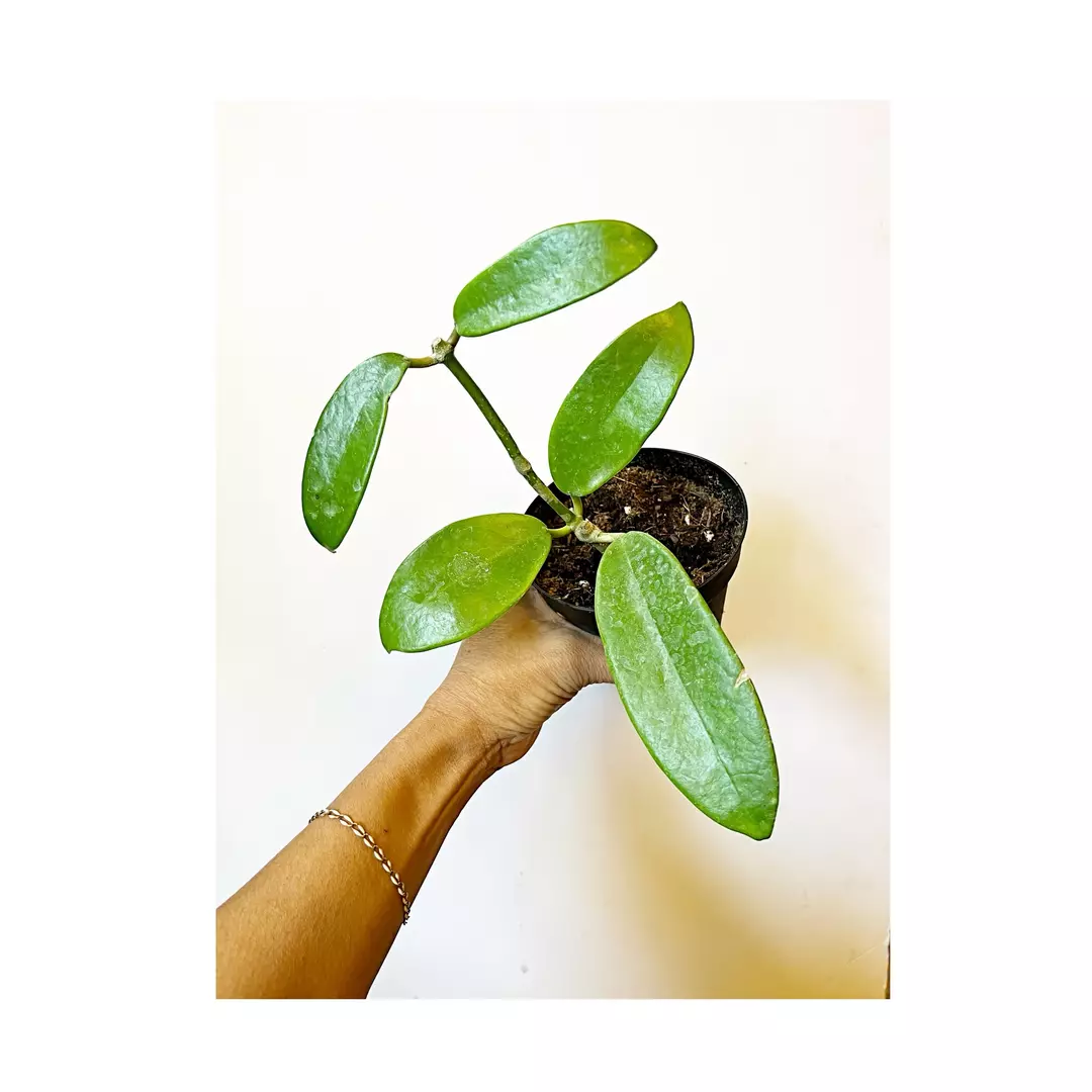 🎋Hoya Meliflua  *gc thumbnail