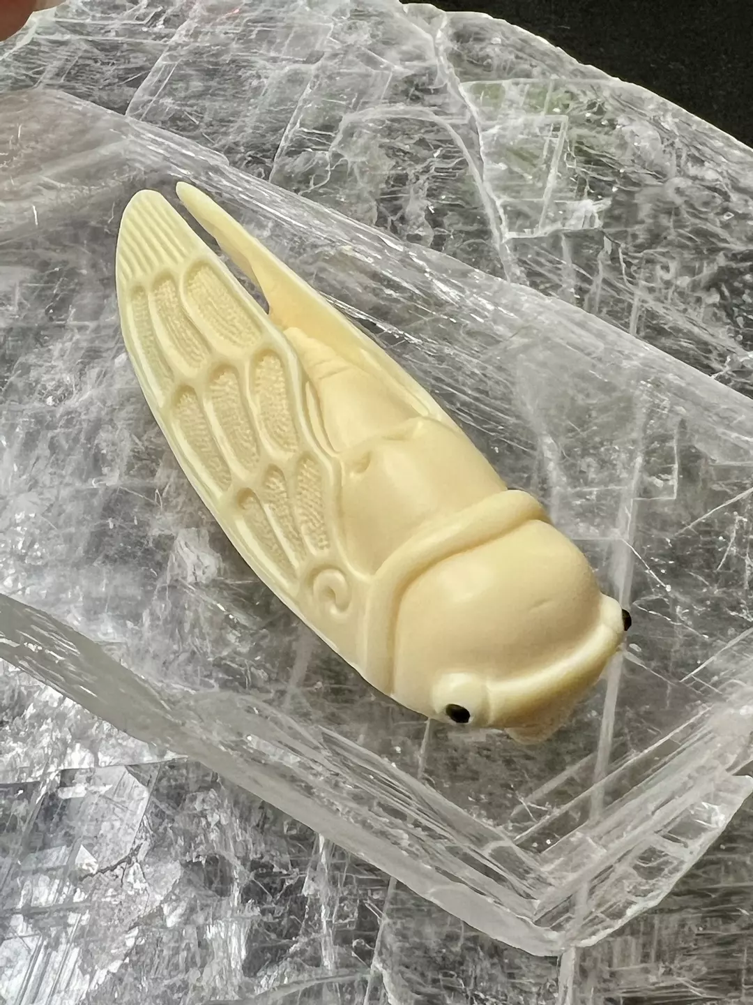 Tagua Nut cicada thumbnail