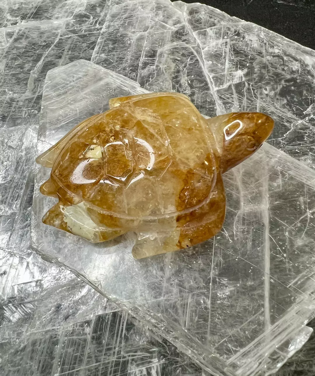 Golden healer turtle thumbnail