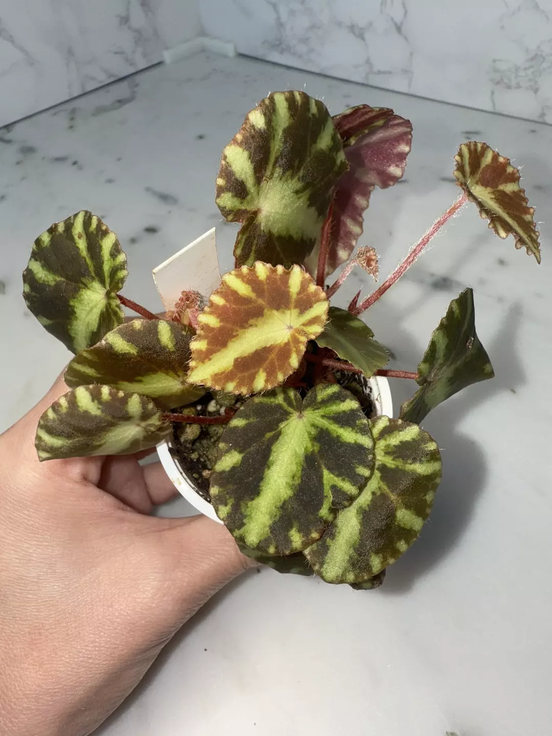 Begonia cleopatrae thumbnail