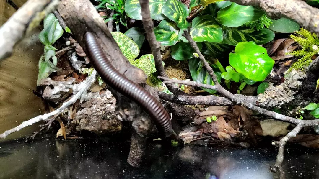 Spiropoeus fischeri thumbnail