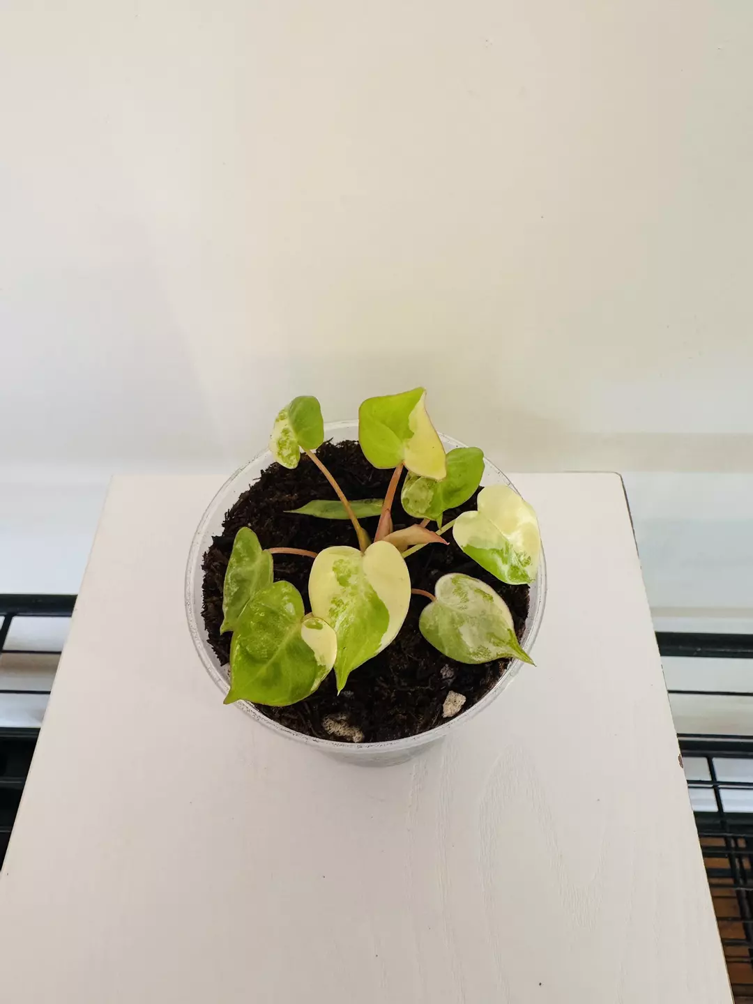 Philodendron ‘Billietiae Variegated’ (3inch) thumbnail