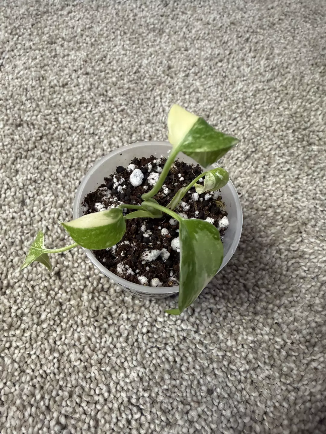 Monstera Borsigiana Albo thumbnail