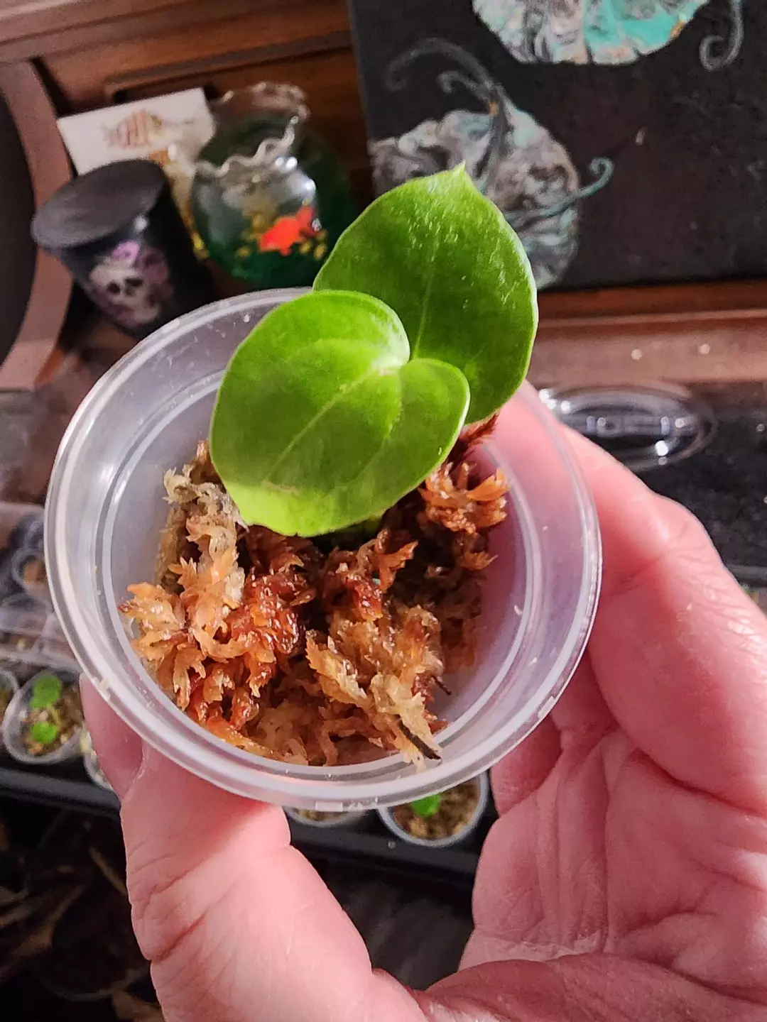 Andromeda 🌌 Select #2 thumbnail