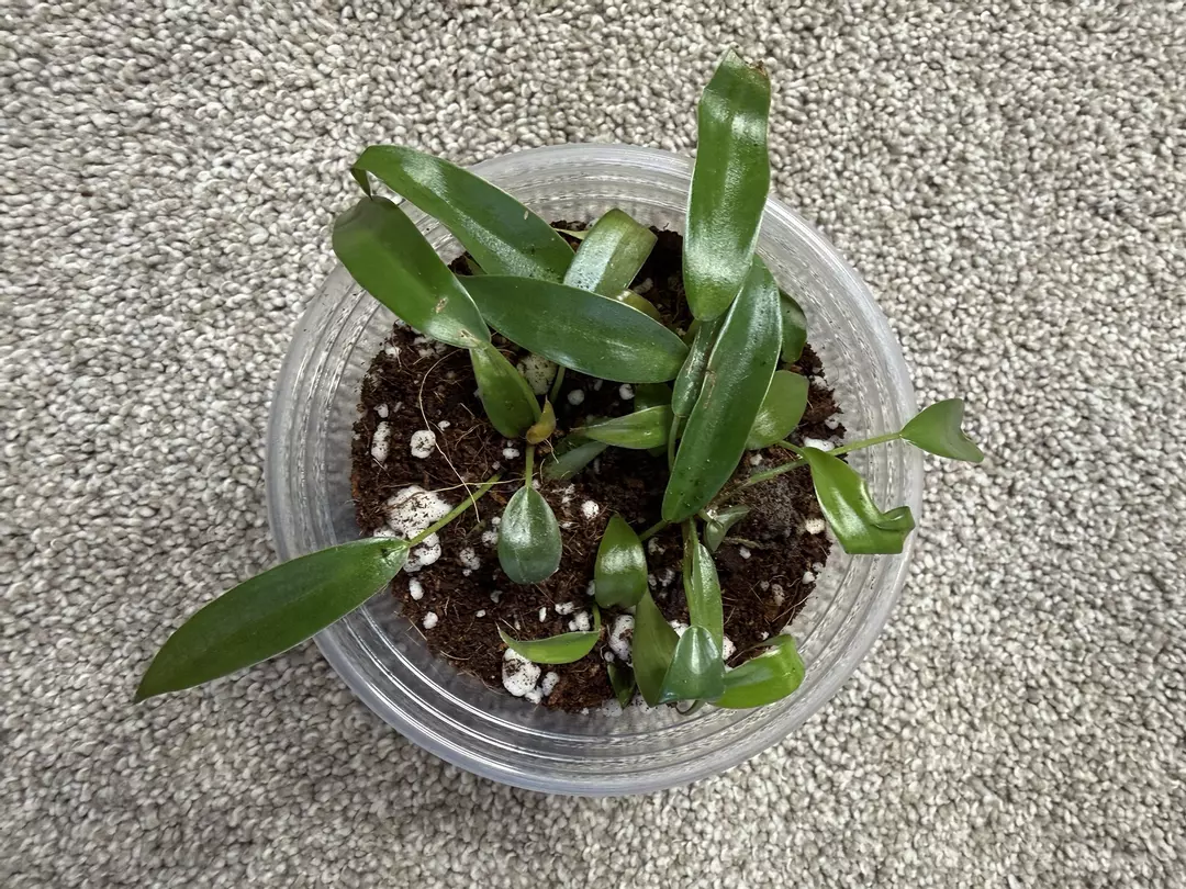 Combo pot of philos! 5-7 plants. thumbnail