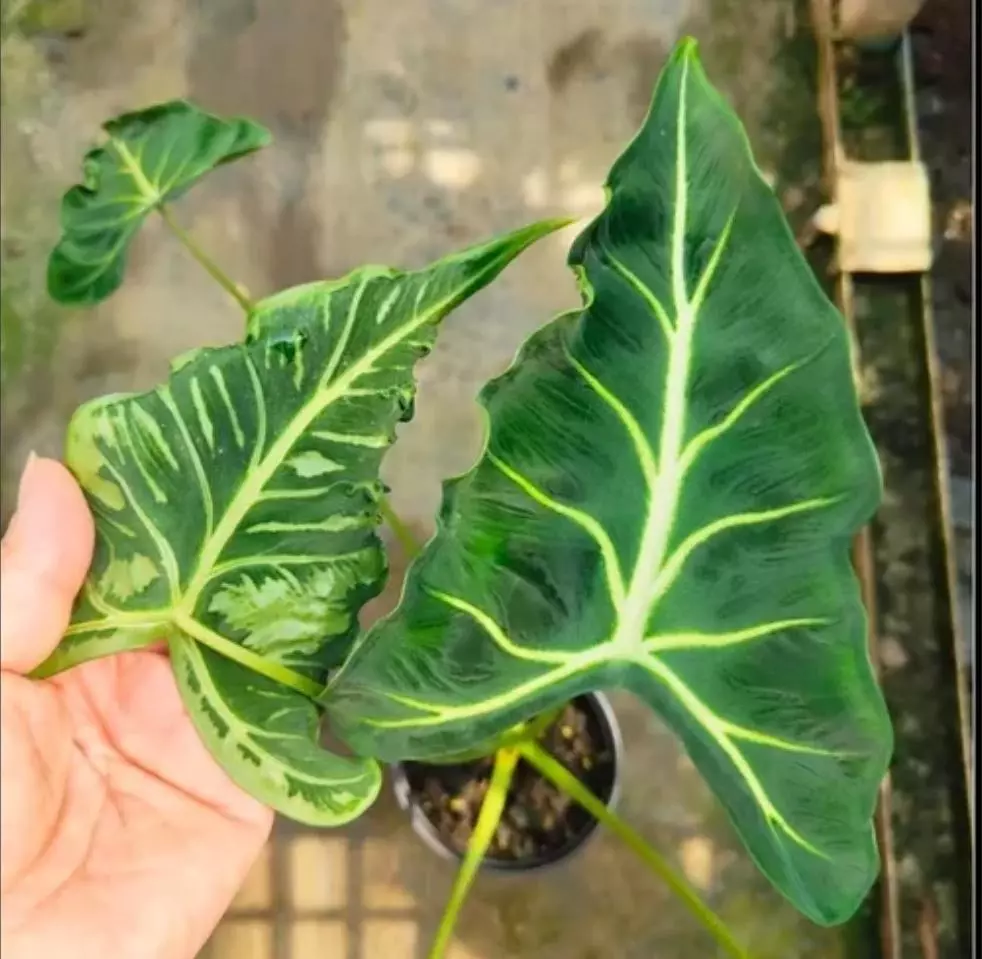 RARE NEW CULTIVAR- Alocasia Emerald Tide "Tattoo" You pick your seedling! thumbnail