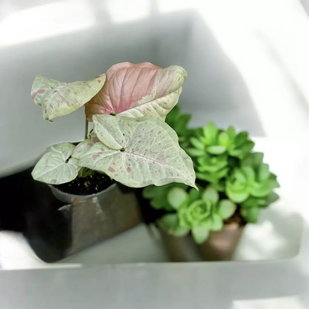 Syngonium milk confetti thumbnail
