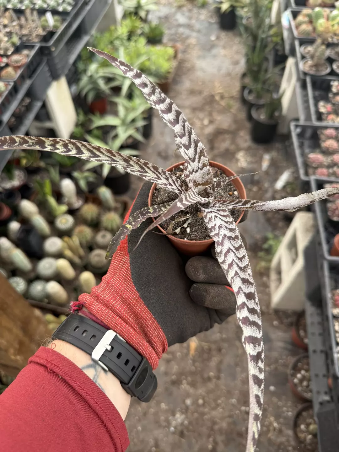 Earth star small 3” pot thumbnail