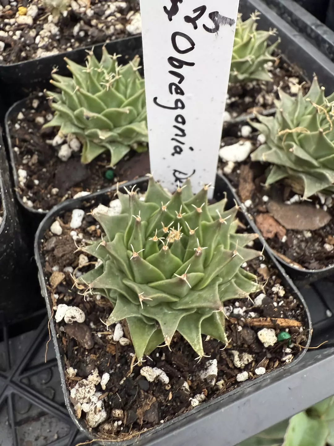 Obregonia Denegrii 3” pot thumbnail