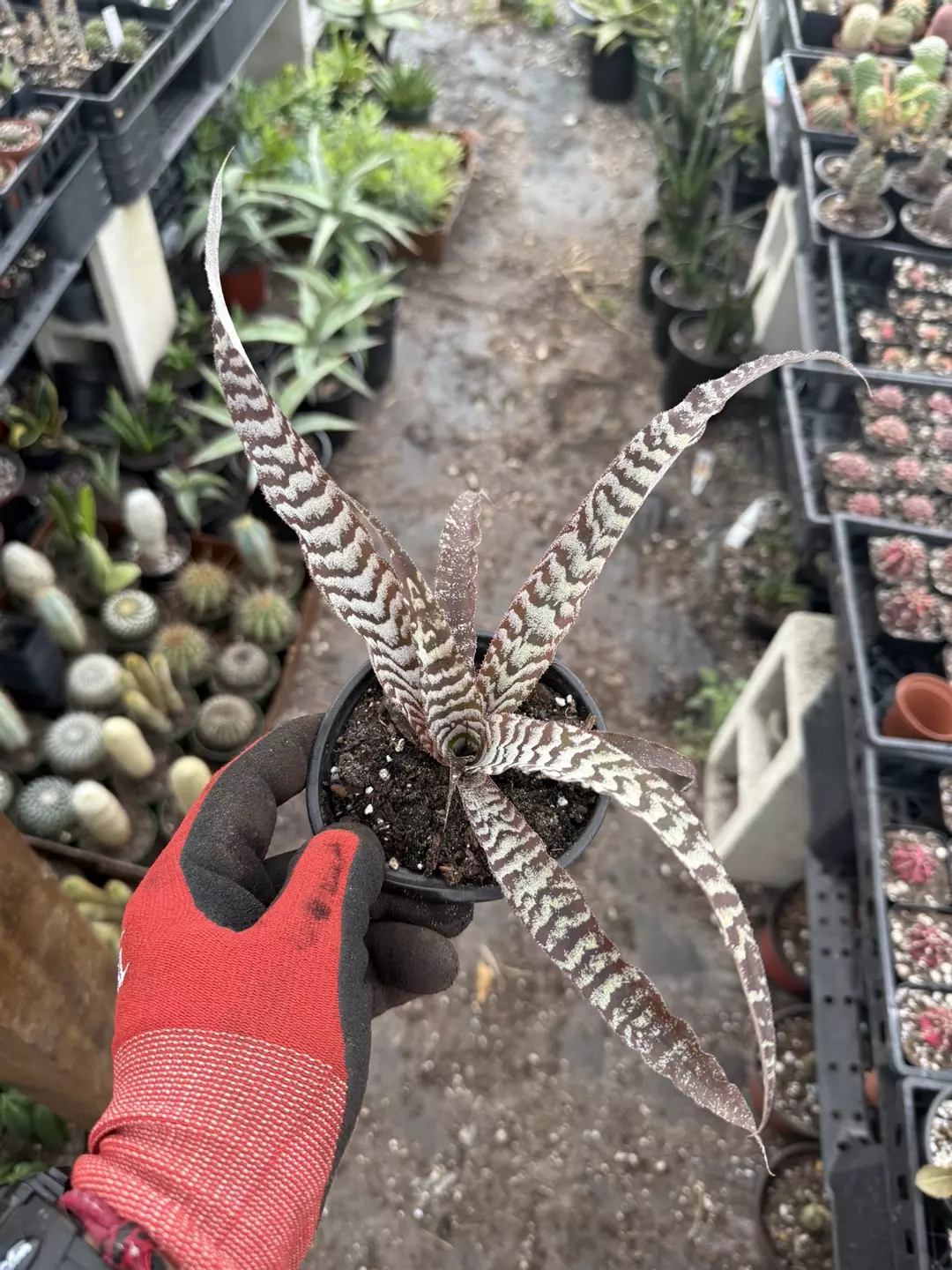 Earth star Medium 4” pot thumbnail