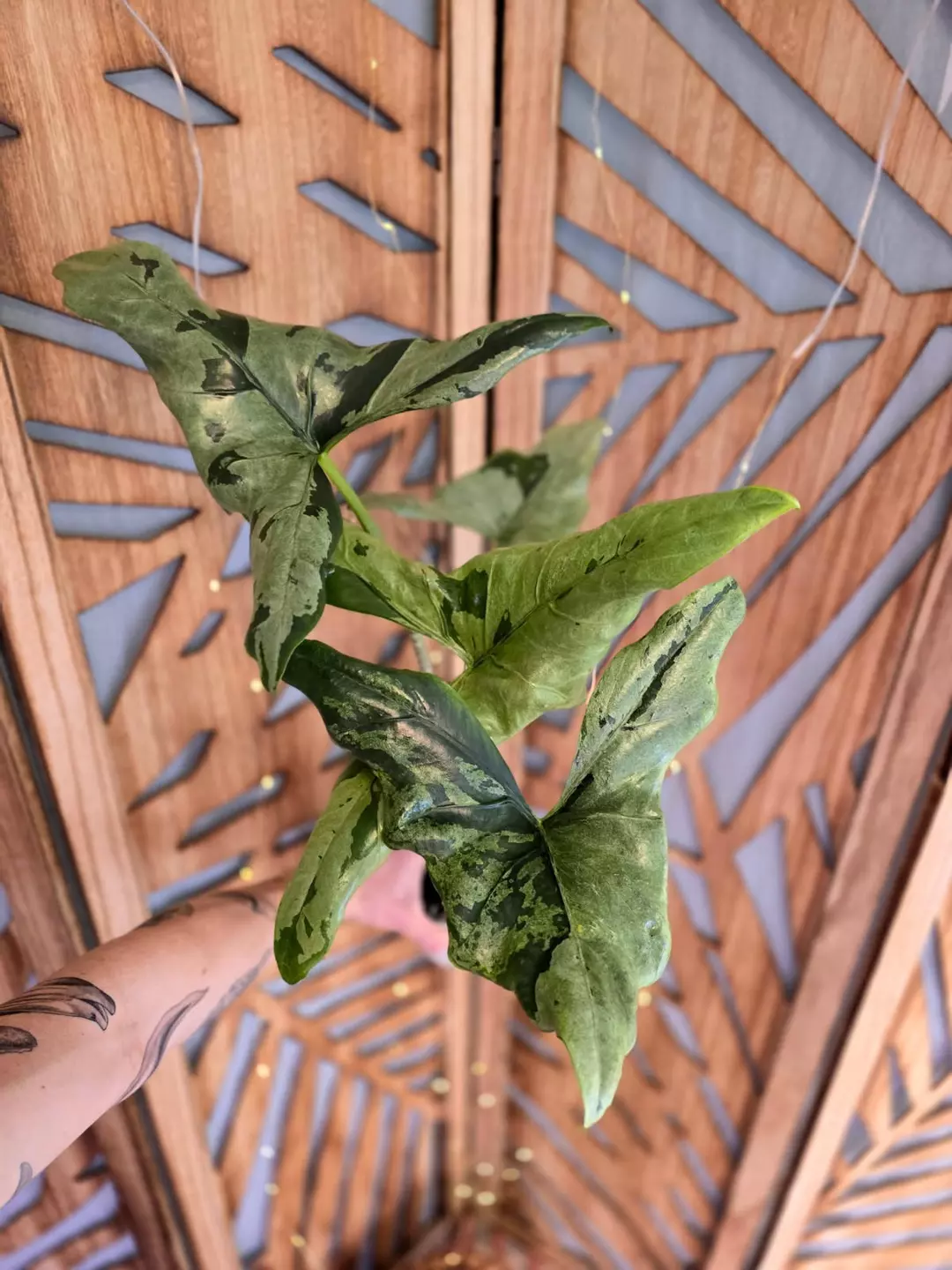 Mint Batwing CORM thumbnail