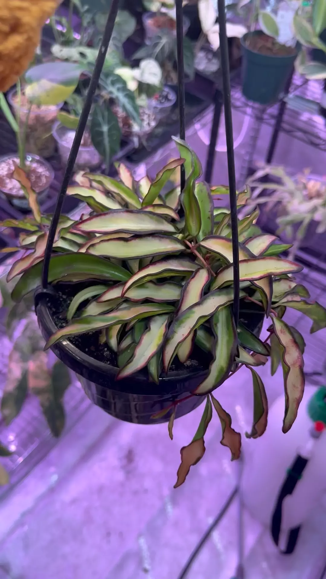 Hoya Wayetti Tri-color  thumbnail