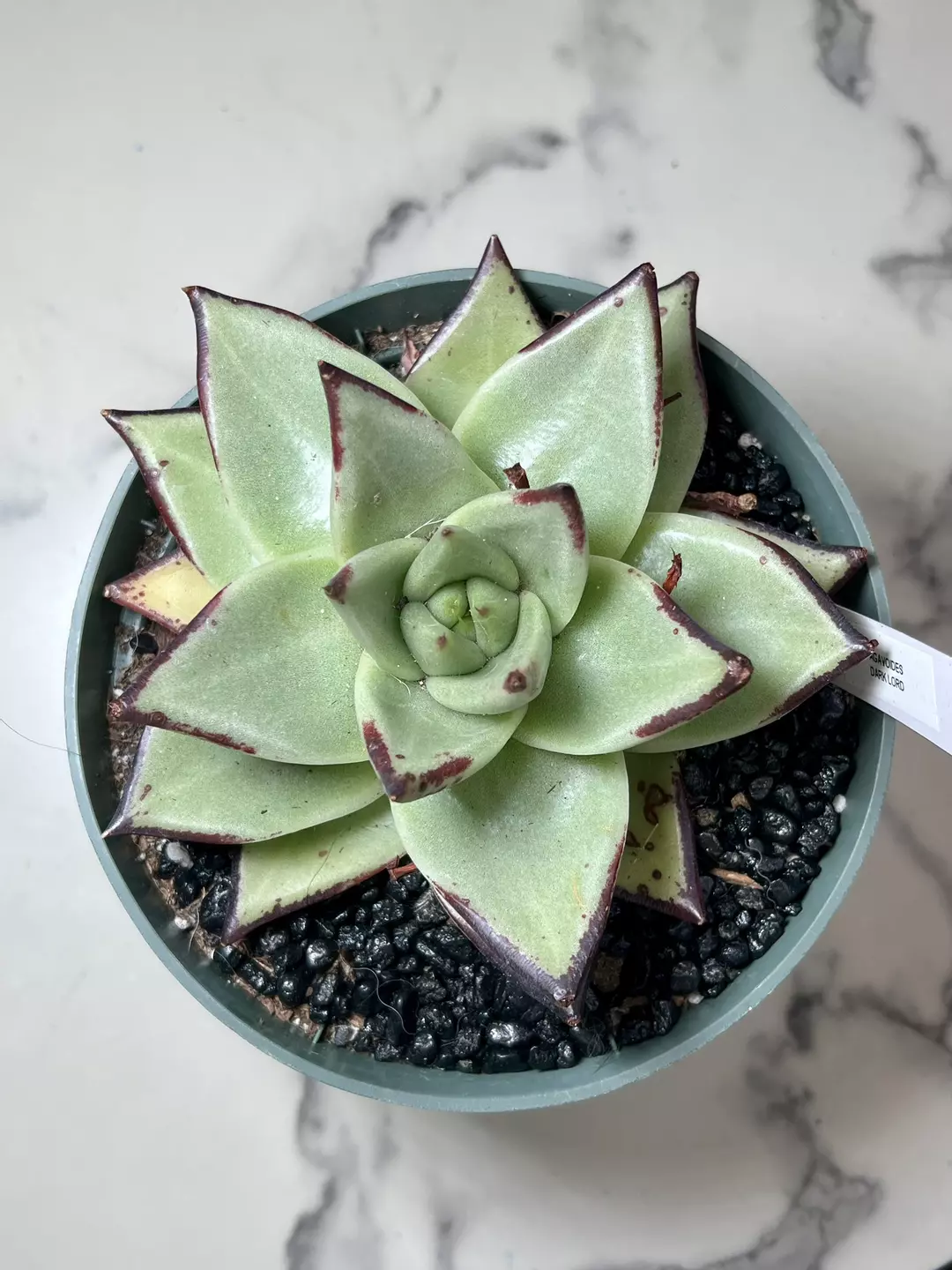Agavoides 6" pot thumbnail