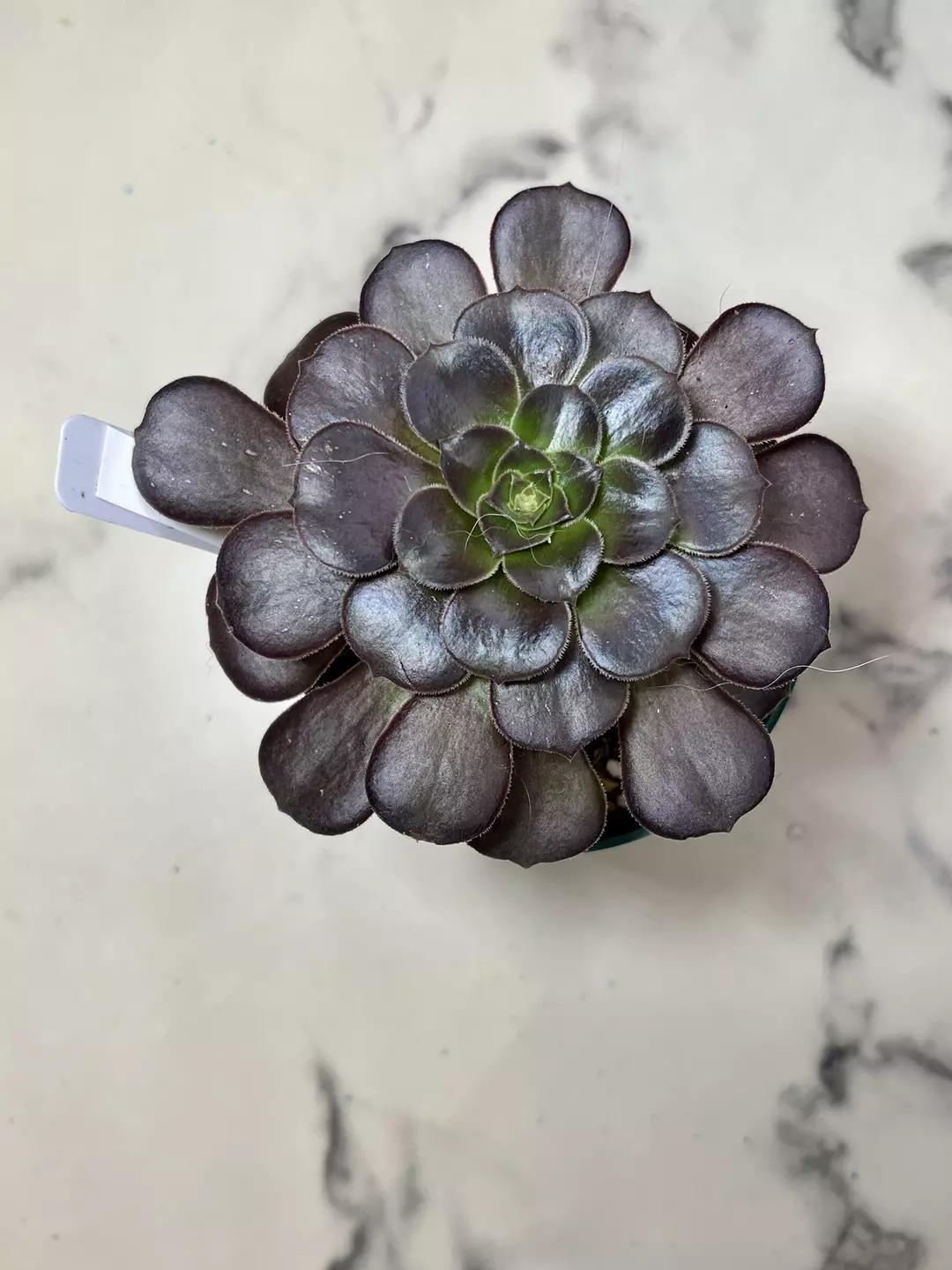 Aeonium dark prince 4" pot thumbnail