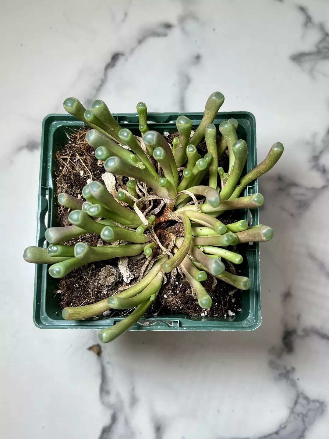 Baby toes 5" pot thumbnail