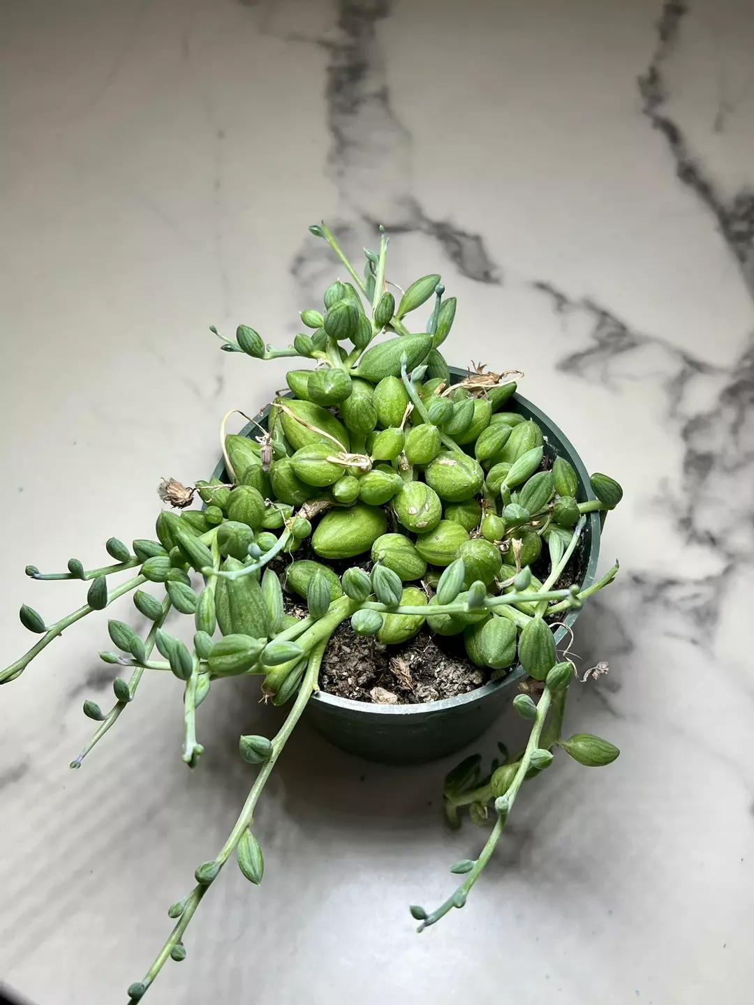 String on watermelon in 4" pot thumbnail