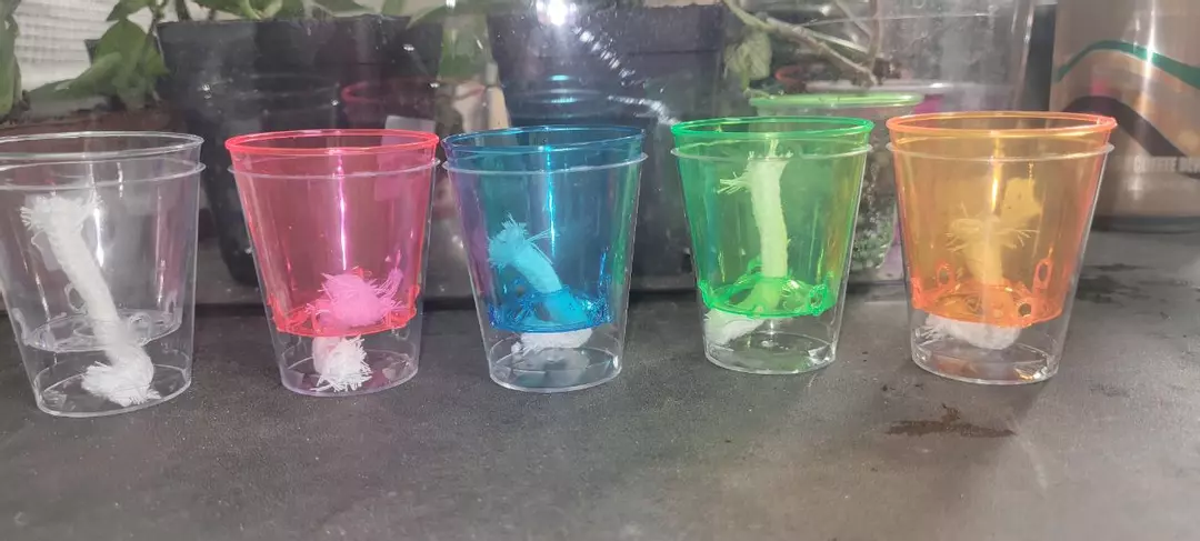 5 pup cups thumbnail