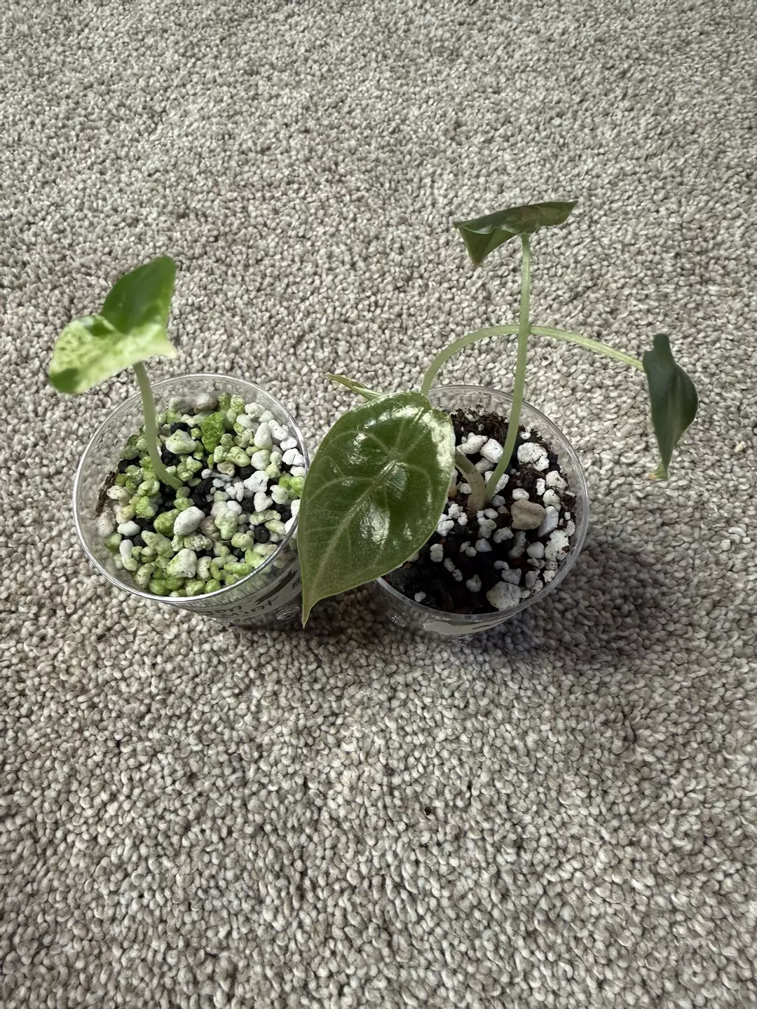 Alocasia Dragon Scale Mint and Azlanii (gamble) thumbnail