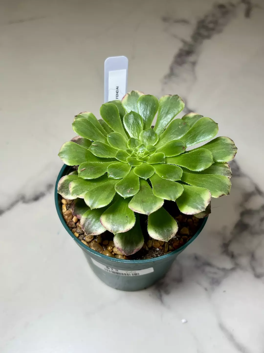 Aeonium Fendai 4" pot thumbnail