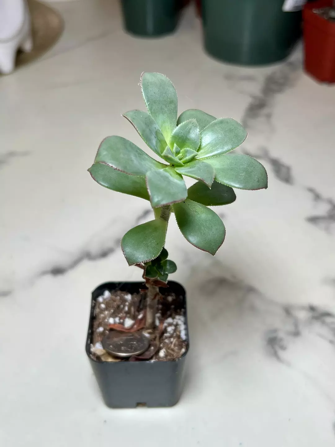 Aeonium kiwi in 2" pot thumbnail