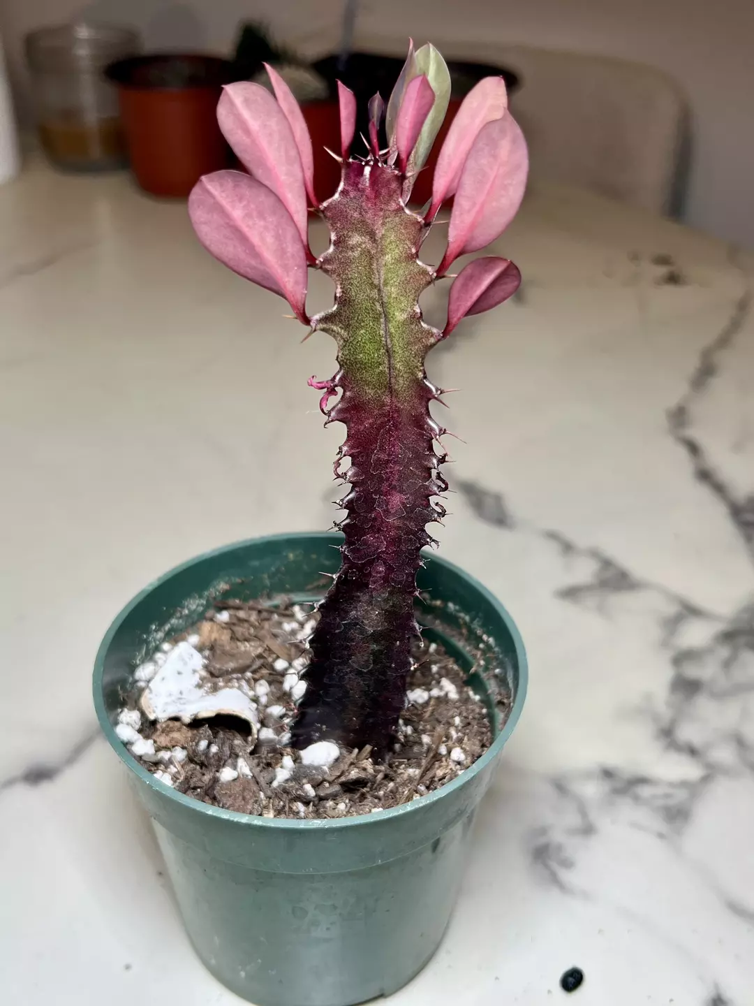 Euphorbia 4” pot thumbnail