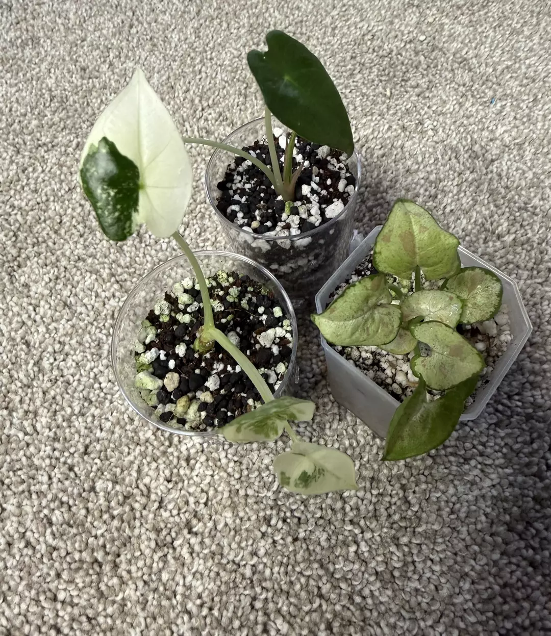 MULTIPLE ‘Mystery’ PLANTS! thumbnail