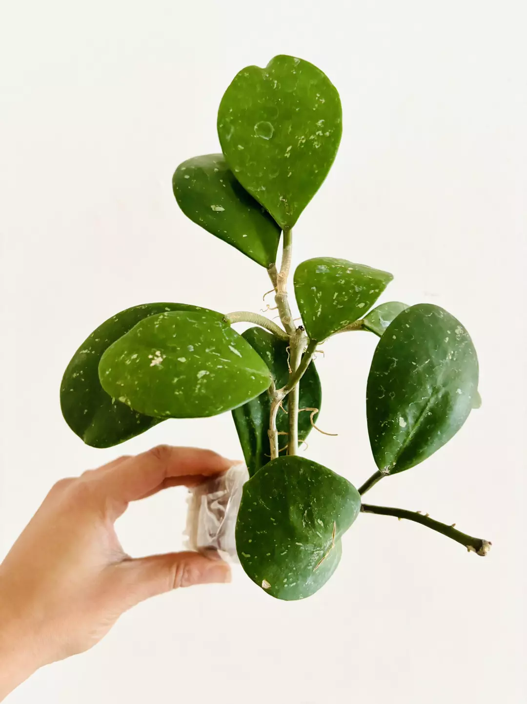 Hoya Obovata Splash Plant thumbnail