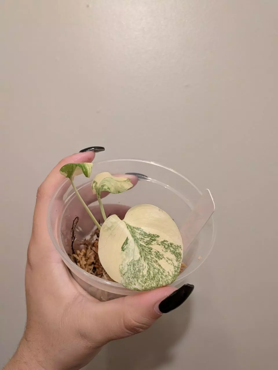 Monstera Creme Brulee thumbnail