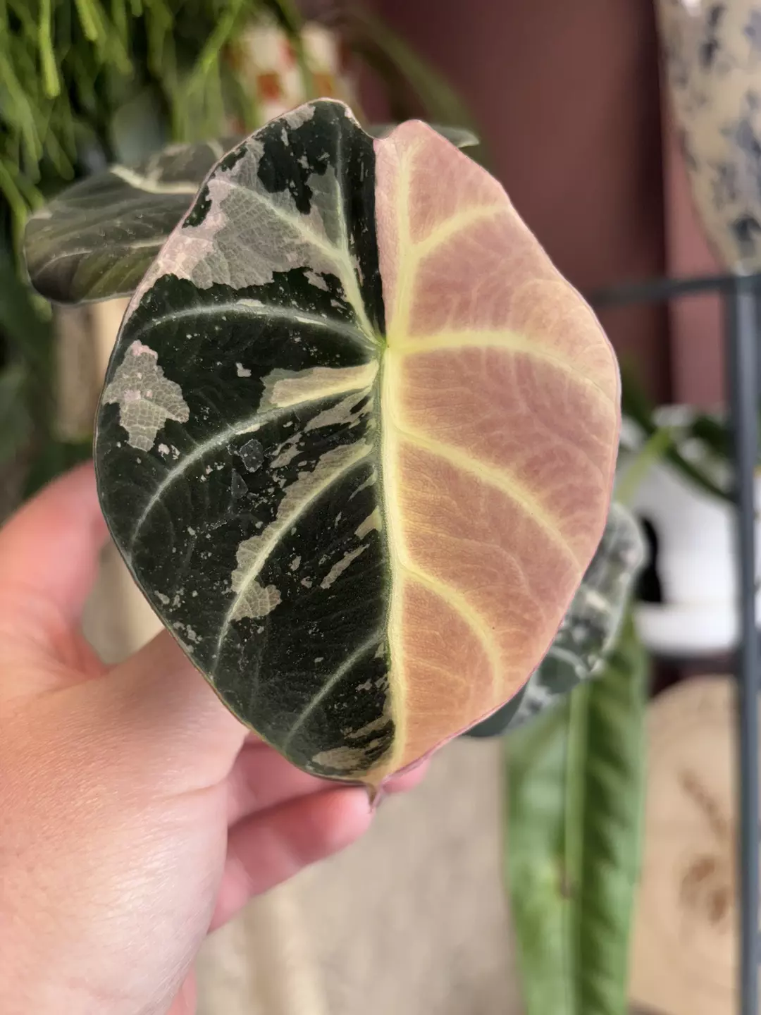 Alocasia Pink Black Velvet Corm thumbnail