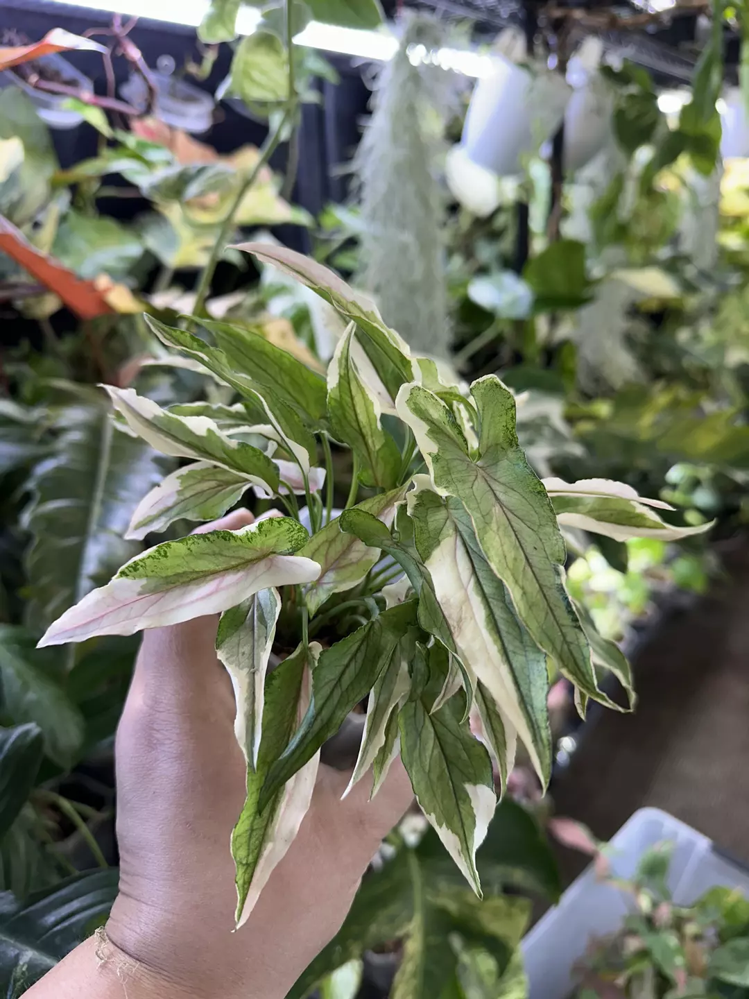 Syngonium White Princess thumbnail