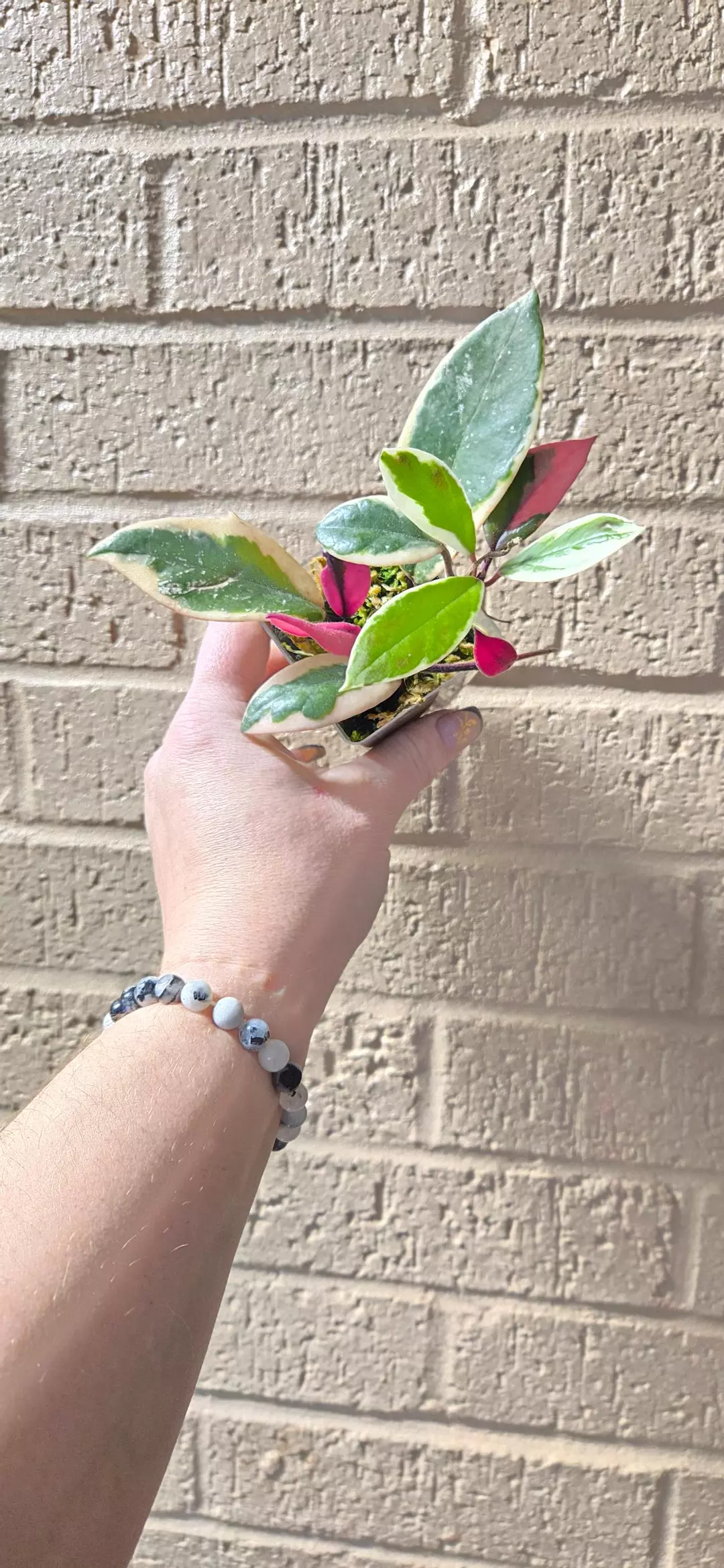 Hoya Tri Color  thumbnail