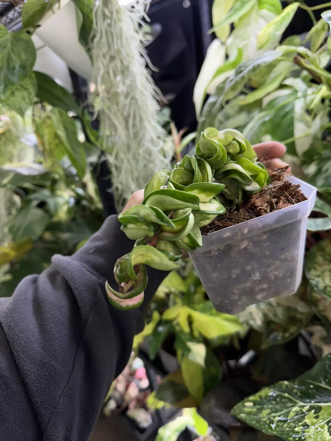 Hoya mauna loa thumbnail