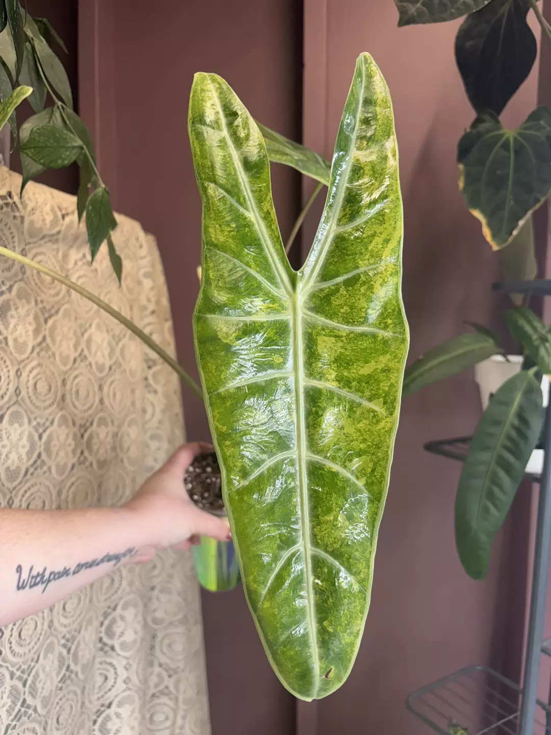 Alocasia Longiloba White Vein Aurea Corm thumbnail