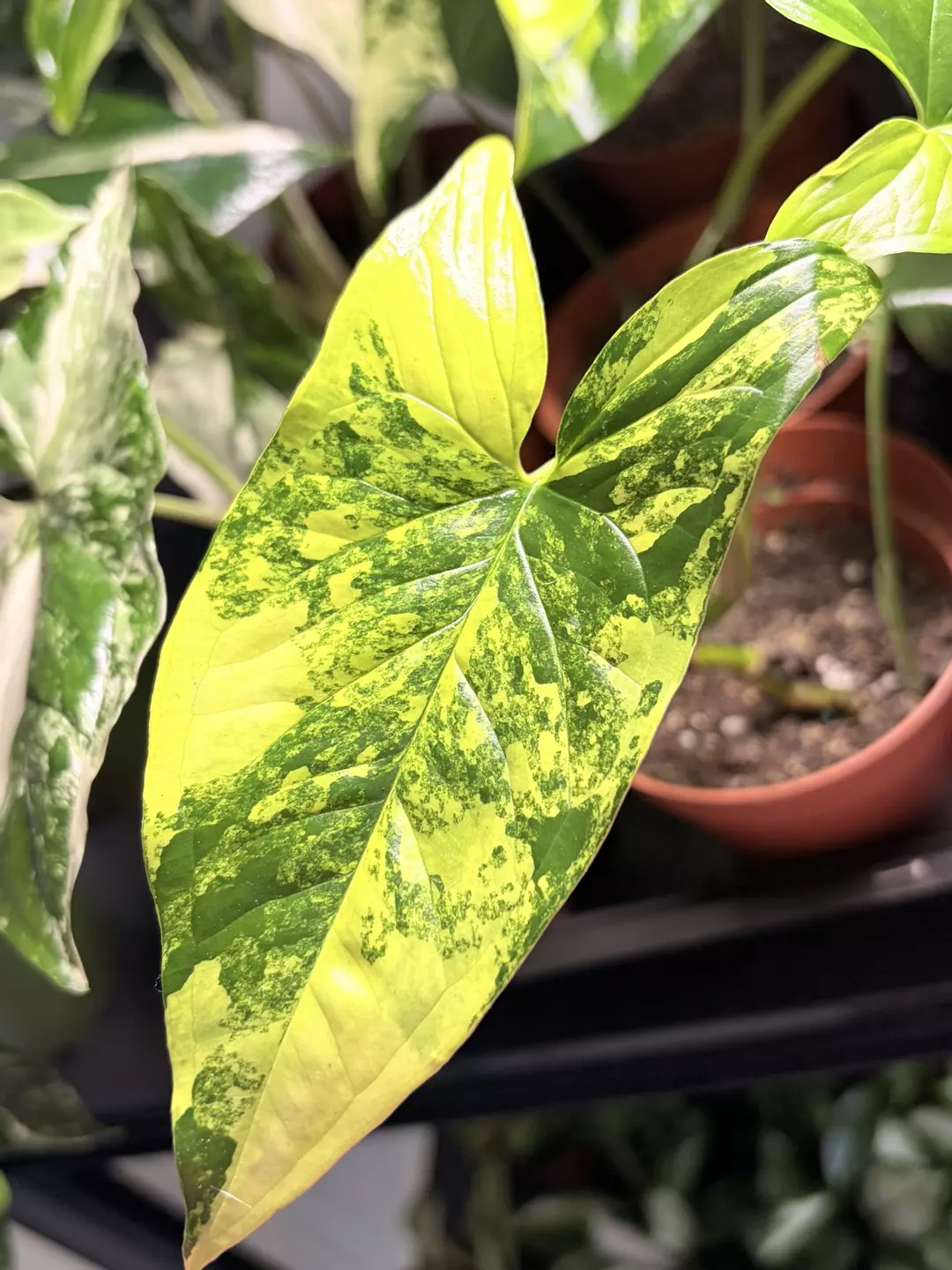 Syngonium Aurea Starter thumbnail