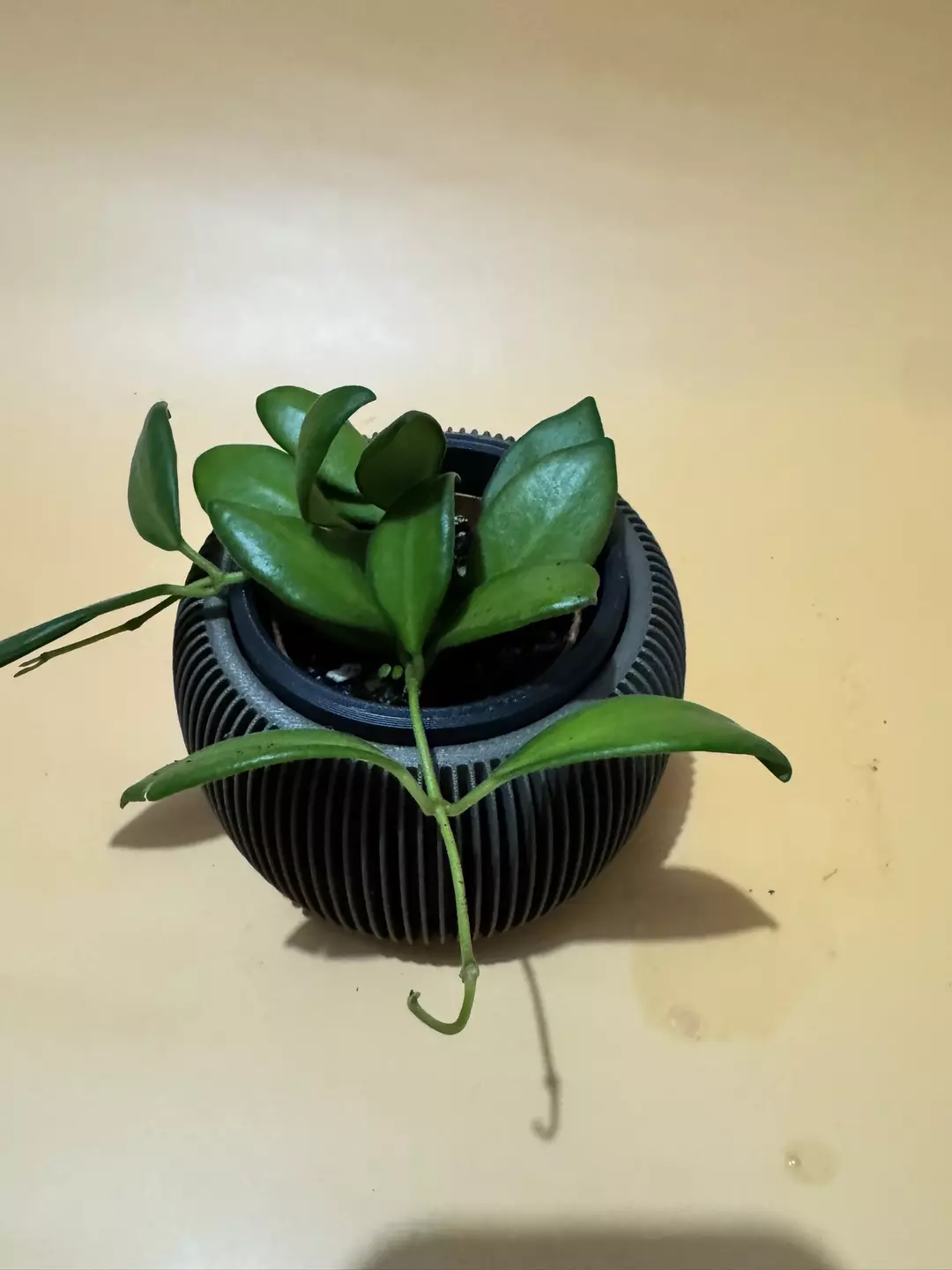 3D-009 Printed planter style thumbnail